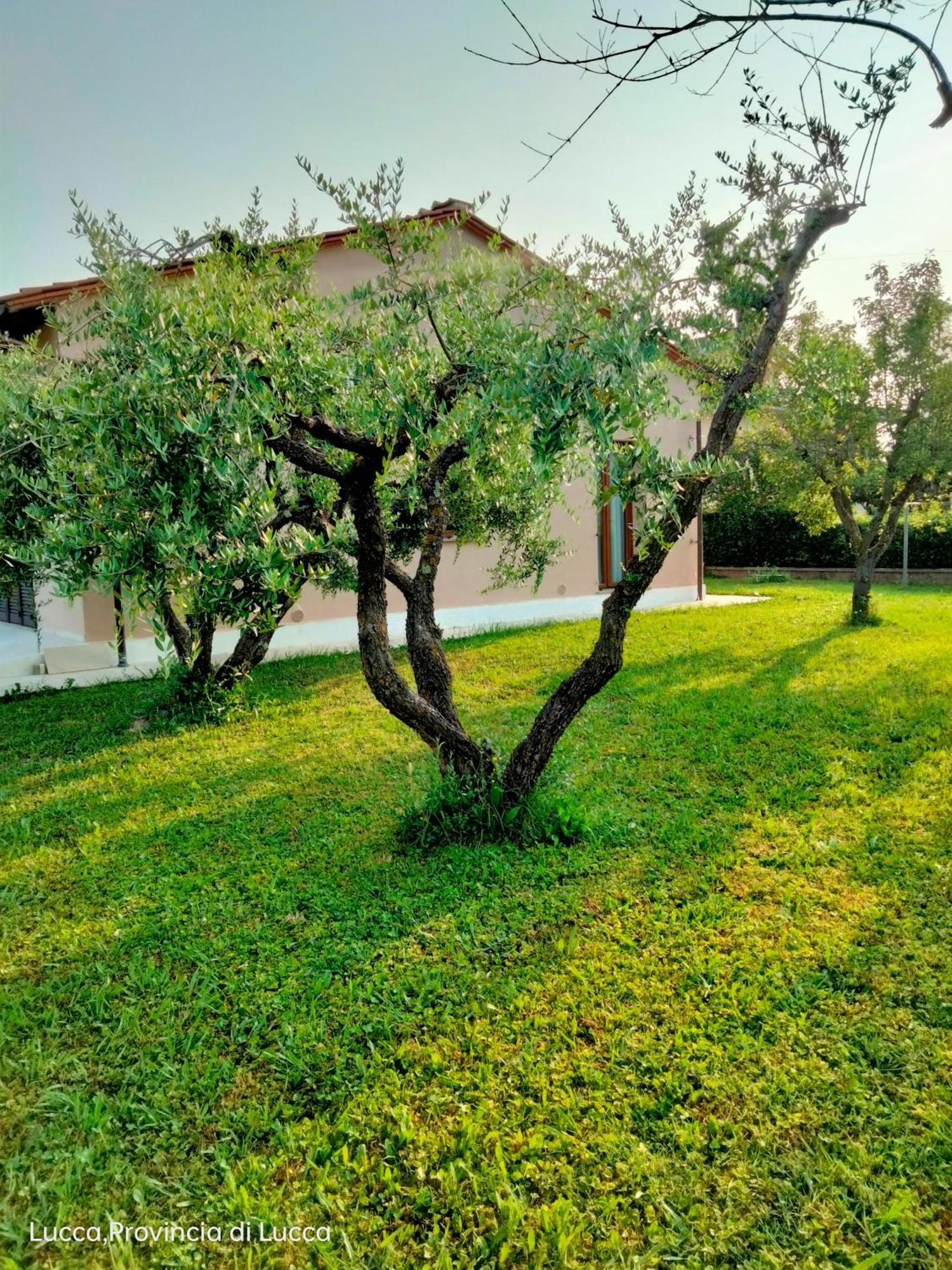 Il Melograno Apartment ลุคคา ภายนอก รูปภาพ